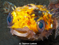 found in Lembeh, D200 by Thomas Lueken 